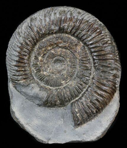 Dactylioceras Ammonite Stand Up - England #38787